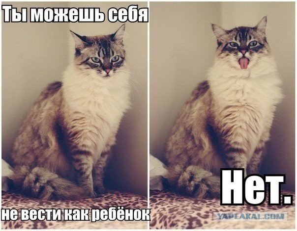 25 котофотоприколов.