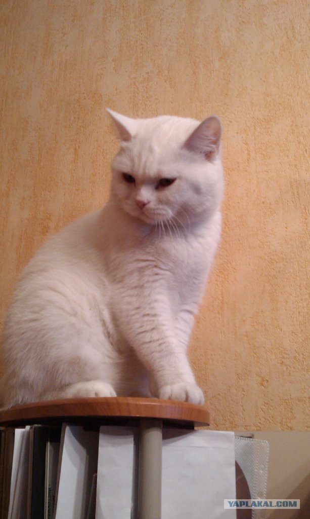 Котовторник 7.07.2015
