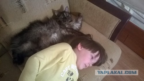 Котовторник 24.11.2015