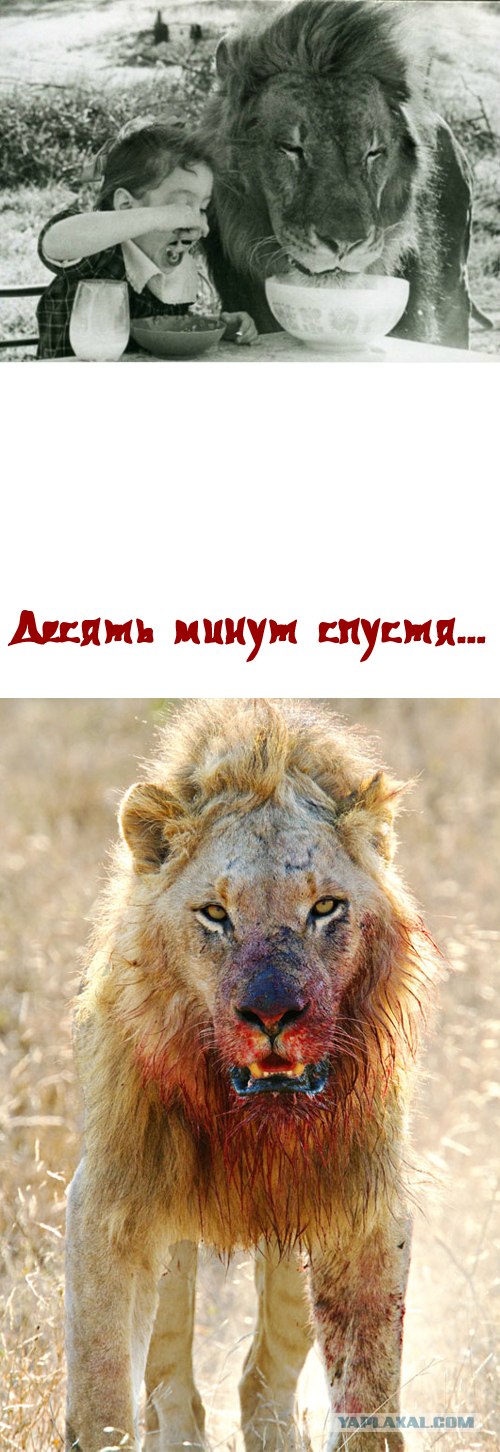 Очень добродушный песик сожрал хозяина