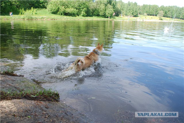Собакочетверг же, ау!