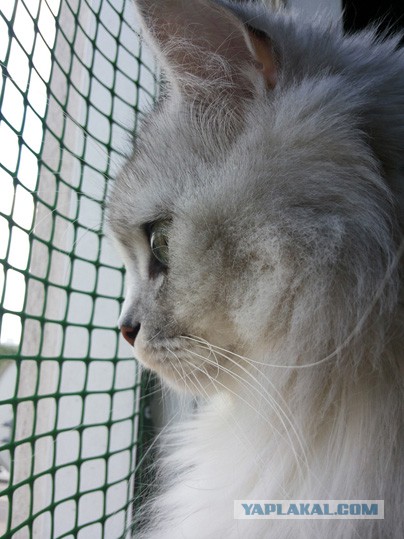 Пост невероятной кошачьей красоты. 25 фот.