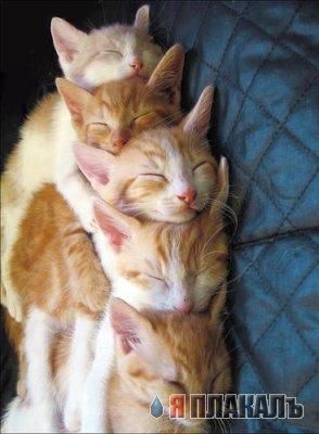 Коты, кошки, котята
