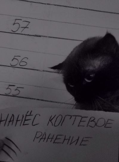 Мохнатые беспредельщики