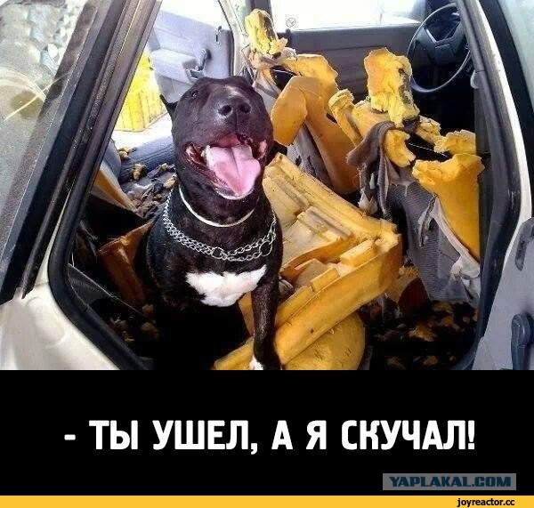 Забавные картинки из Сети