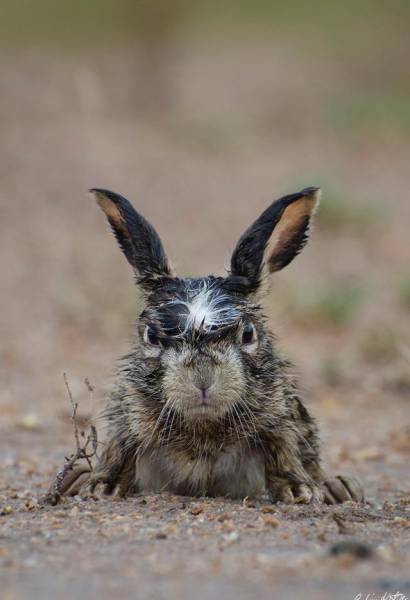 Иберийская рысь. О-очень брутальный котик