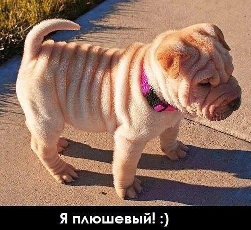 Мохнатые беспредельщики