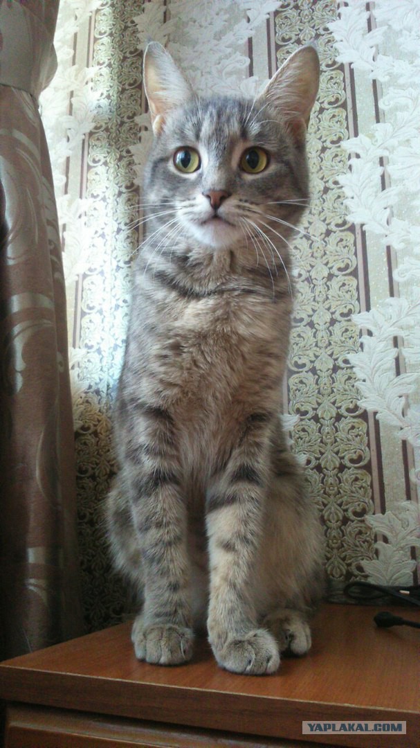 Вот такой новый член семьи. Навеяно котовторником.