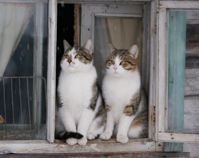 Country cats. Братец кот. Cat et.