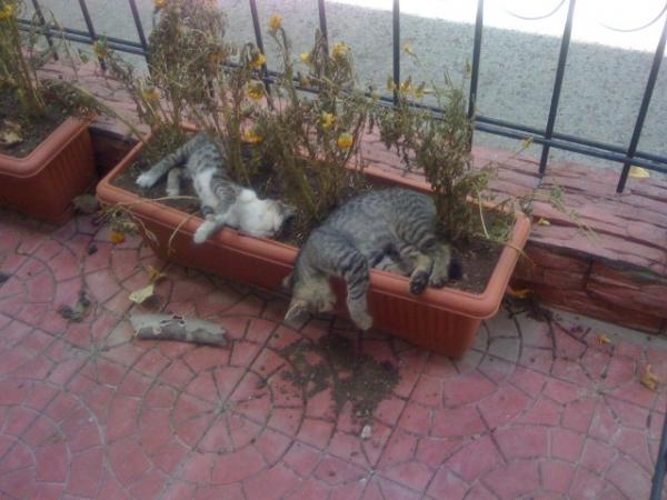 Коты из сети