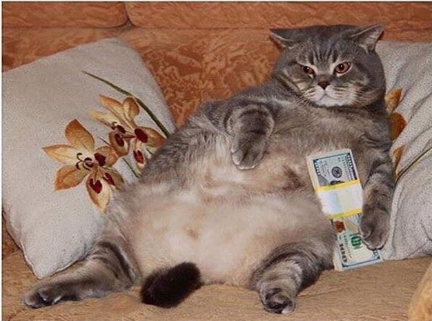 Коты из сети