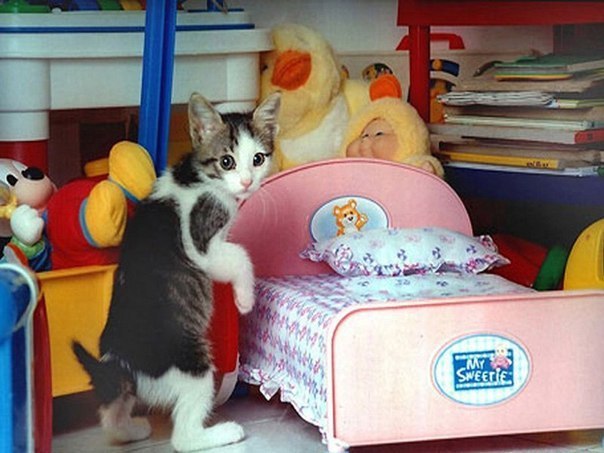 Коты и Кошки
