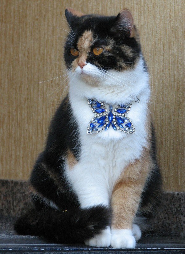 Коты и Кошки