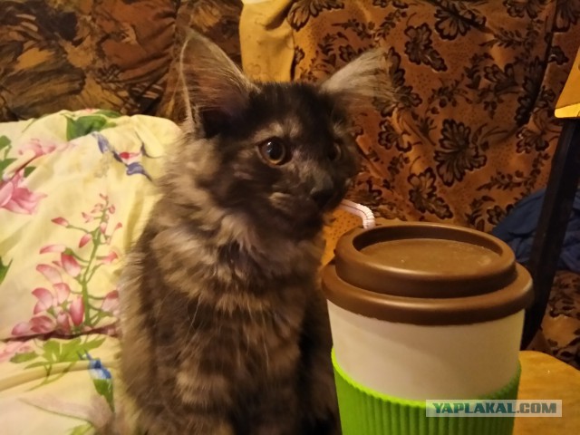 Котовторник 23/05/2017