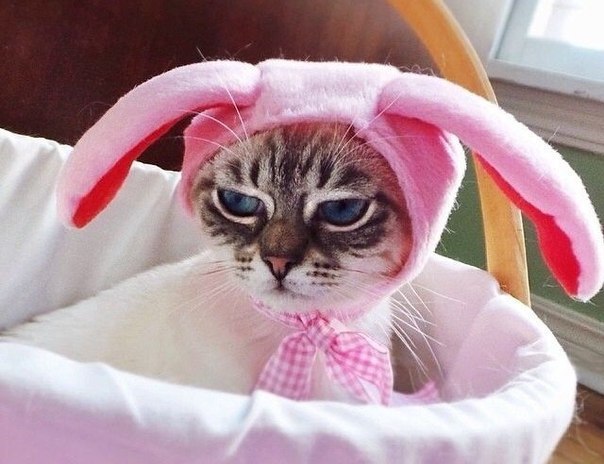 Коты и Кошки