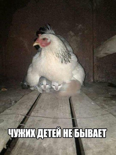 Приколы в стиле "регресс"