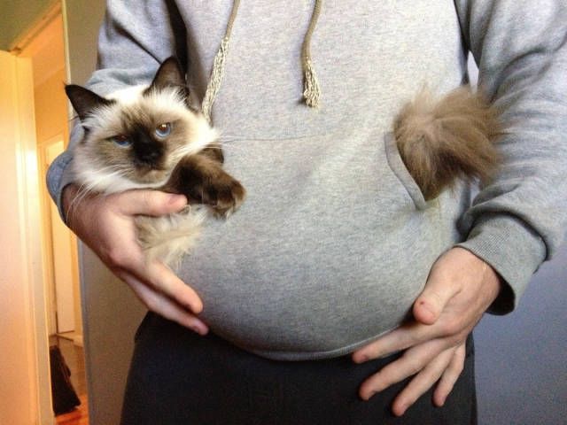 Прикольных котов пост