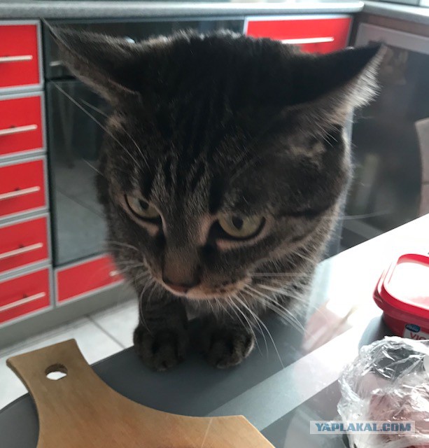 Котовторник 13.03.2018