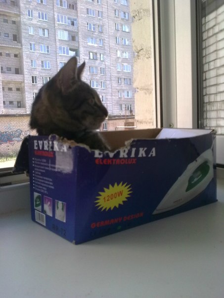 Котовторник