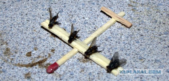 Как избавиться от мух на даче: австралийская мухоловка своими руками