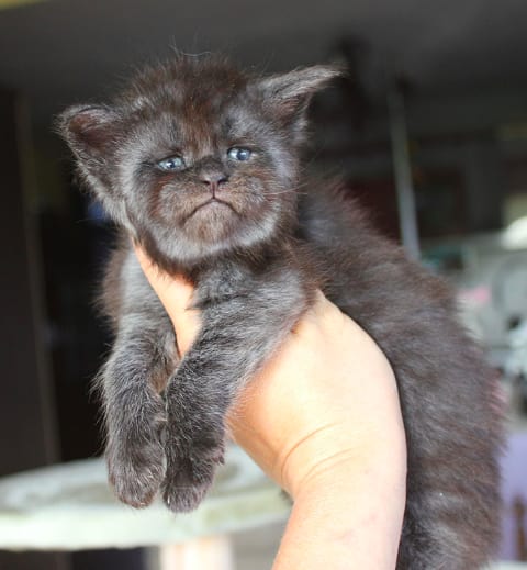 Кот с человеческим лицом