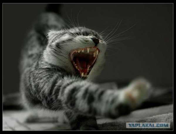 Коты говорят НЕТ понедельникам! Зевающие коты