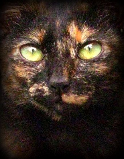 Котовторник на 03.02.2009