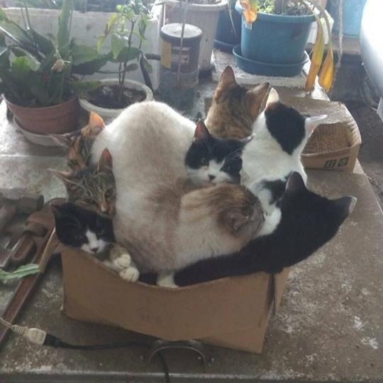 Прикольных котов пост