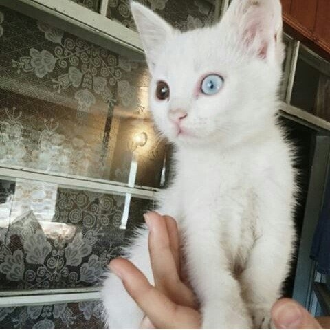 Немного милоты