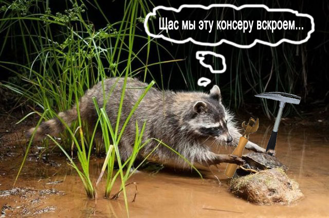 Черепашка, дай печеньку!
