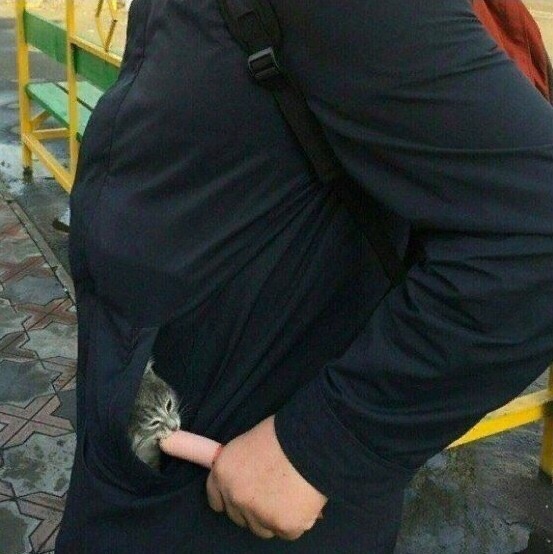 Прикольных котов пост