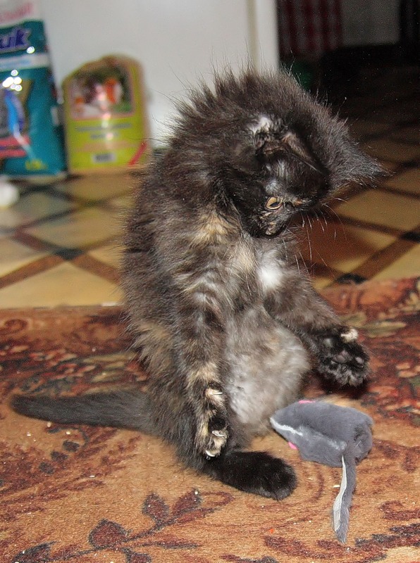 Котовторник!