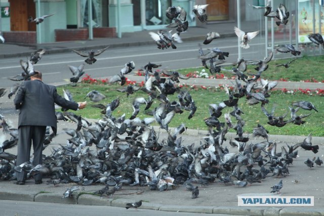 Голубь Иван