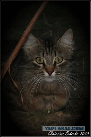 Котовторник 20.12.2011