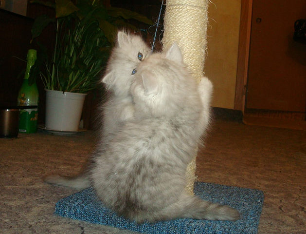 Котовторник 17 января