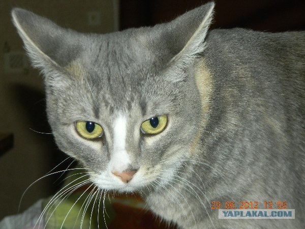 Котовторник 03 07 2012