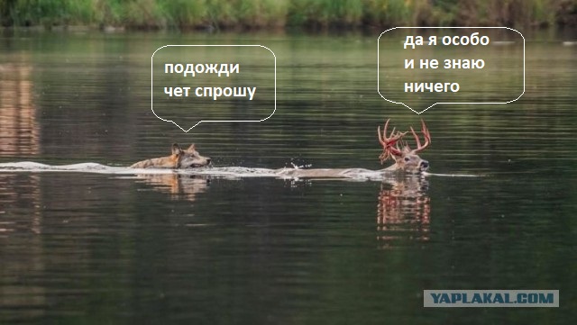 Пугающая природа