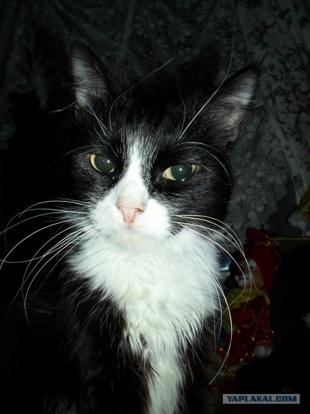 Котовторник ( 23.10. 2012. )