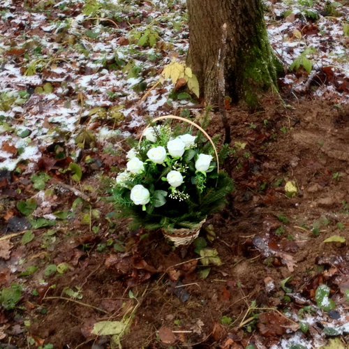 Дневник кота