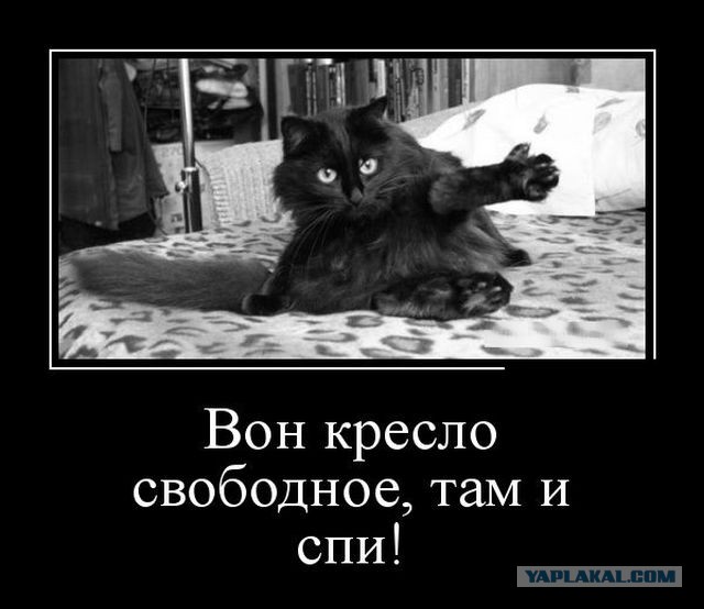 "Знай свое место, человек!" или карта кровати по версии кота