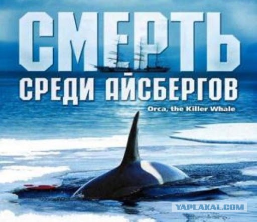 Полиция океана патрулирует береговую линию