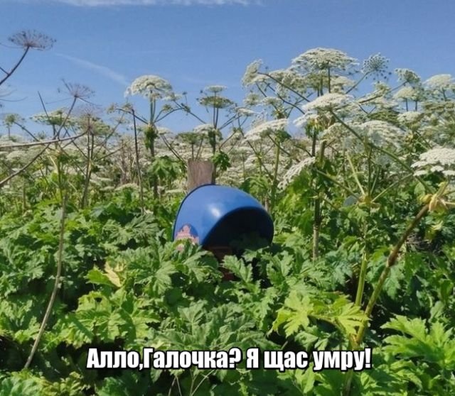 Борщевик Сосновского: откуда он взялся и как с ним бороться
