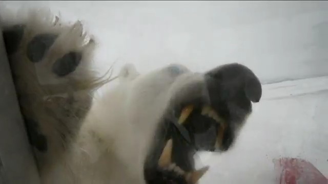 Голодный мишка и консерва, (BBC cameraman)