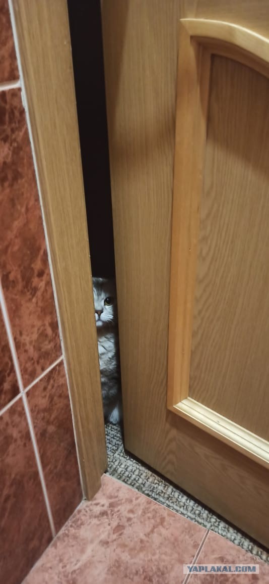 Котовторник так котовторник