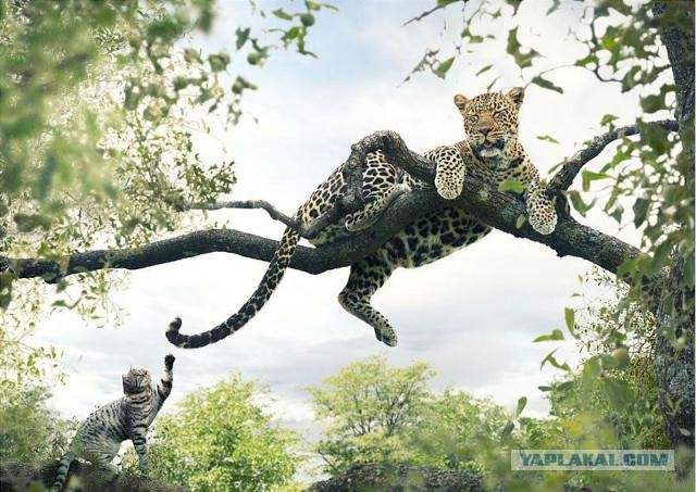 Приключения кота в Африке!