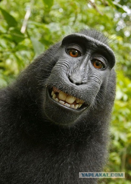 Монобровь максимального уровня