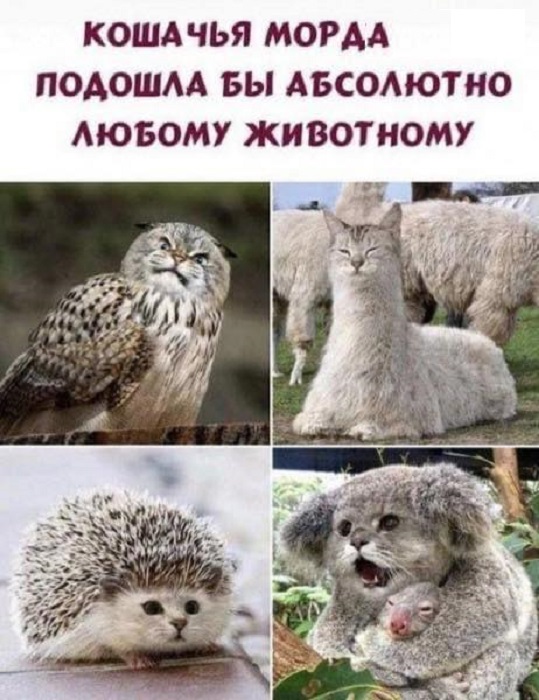 Картинки разные с надписями и без