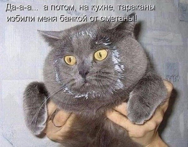 К котовторнику: подборка картинок-баянов с котиками и про котиков. Выпуск 4