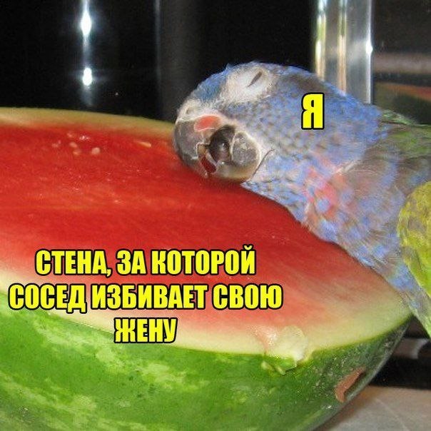 Своеобразный юмор картинок