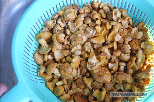 Лисички маринованные, Запасаюсь на зиму